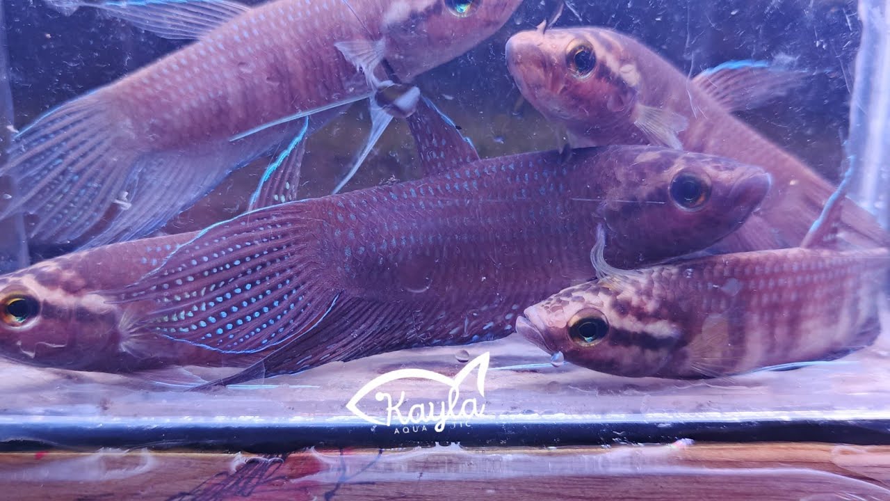 Part 1 eksplorasi sungai kalimantan : berburu cupang alam betta obscura