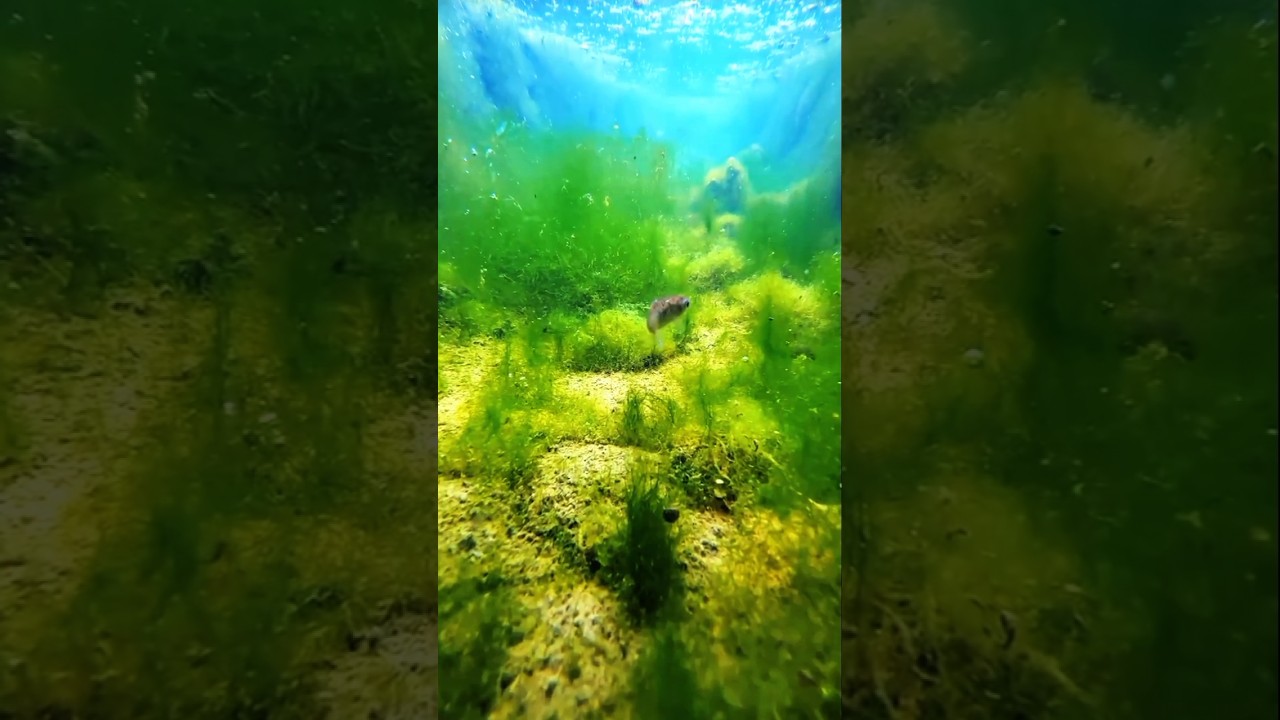 Underwater greenrey💚💚 #music #love #valintineday #short