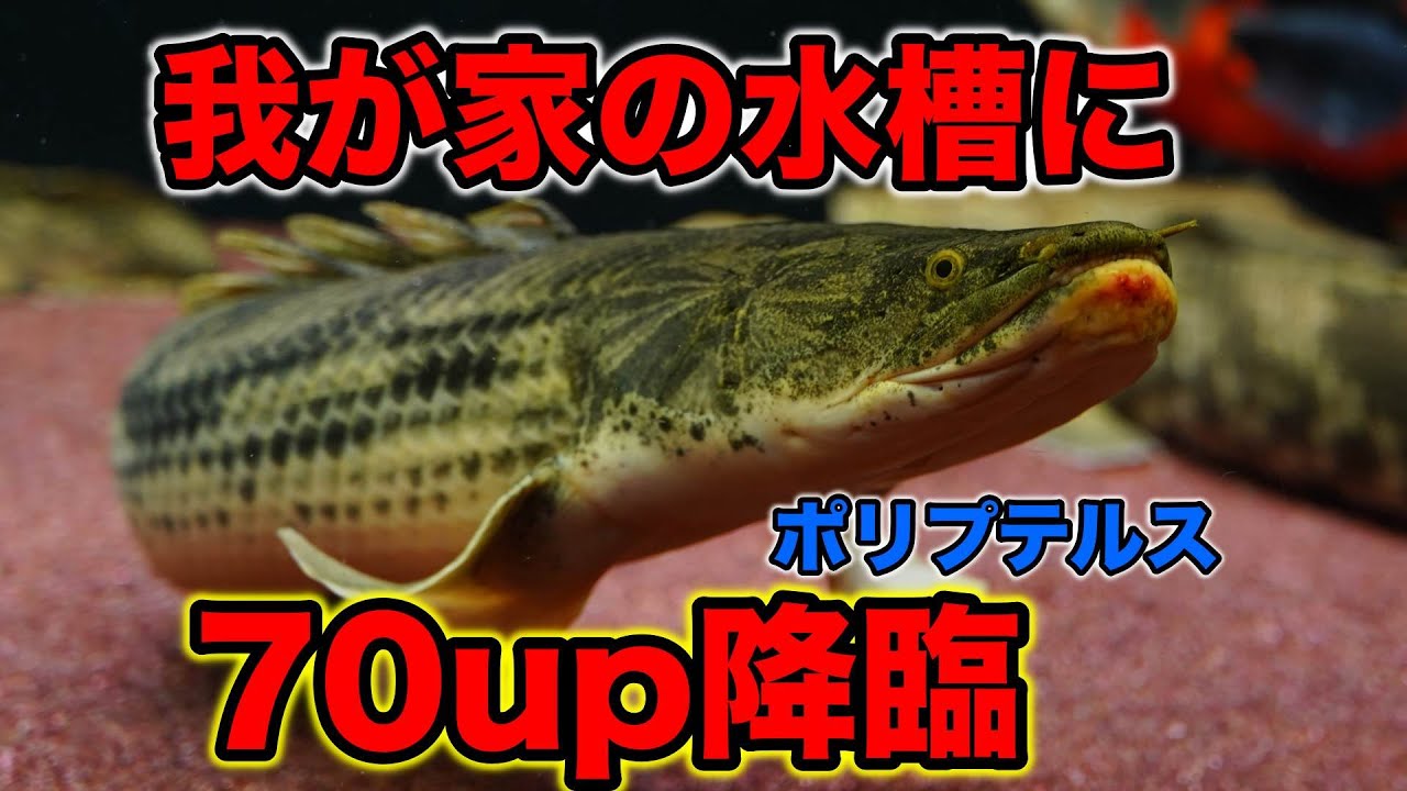 新魚お迎え！70upプチモンスター！ポリプテルスブームに乗っかる！『ギセラビチャー』タンガニーカ湖コンギクス　わいるどもん