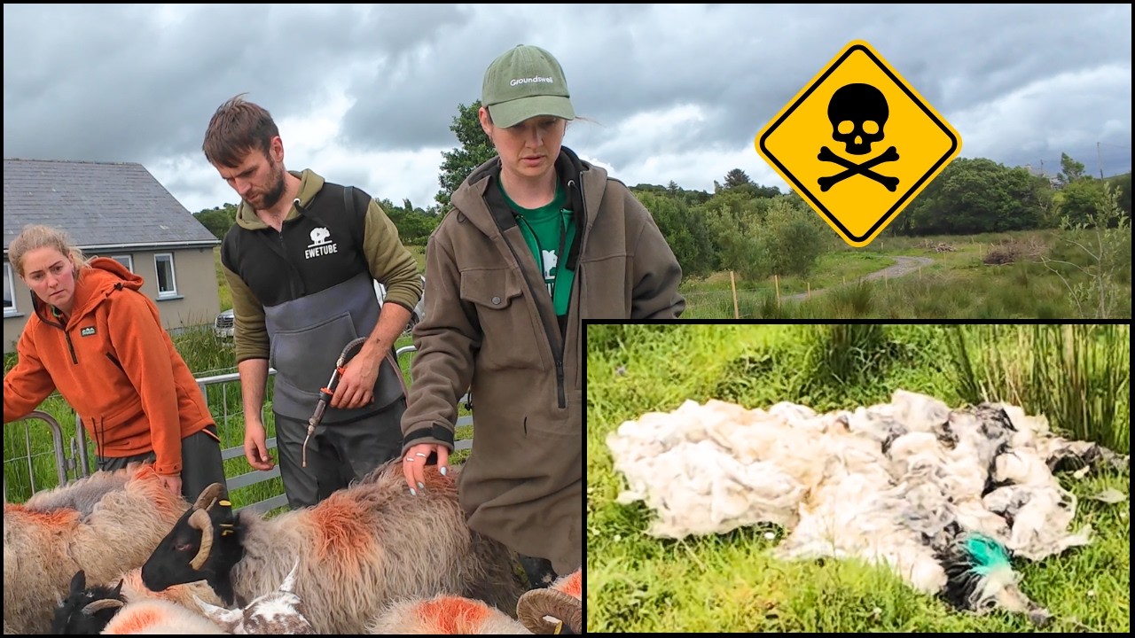 MYSTERY DEATHS – NOW TO SAVE THE REST!