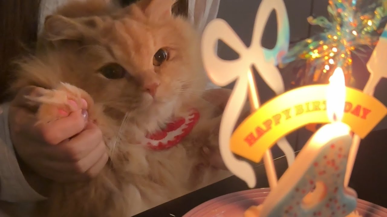 Making a Birthday Cake for My Cat’s 4th Birthday