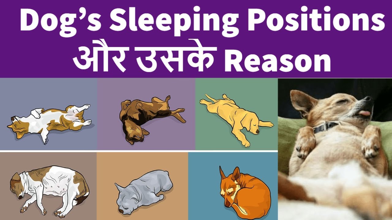 Dog's Sleeping Positions and What They Mean | Dogs and Pets | TUC
