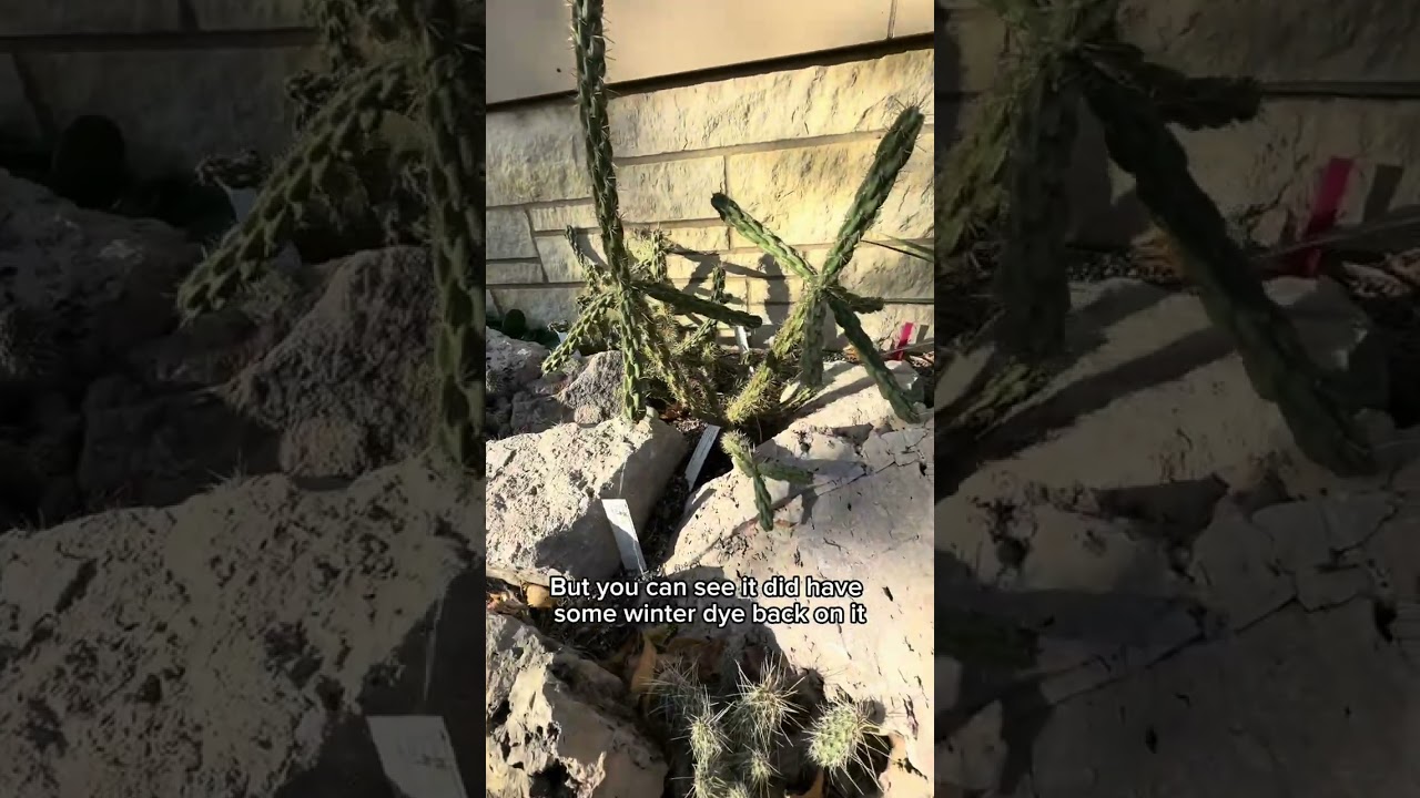 Cold Hardy Cactus Garden Tour: The University of Minnesota Collection