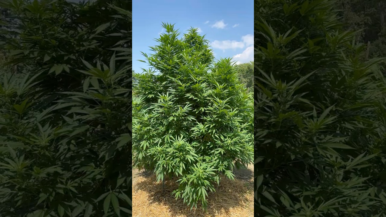 ⁠Paradise Pine, Whitethorn Rose @Coastofmaine @BuildASoil @huckleberryhillfarms