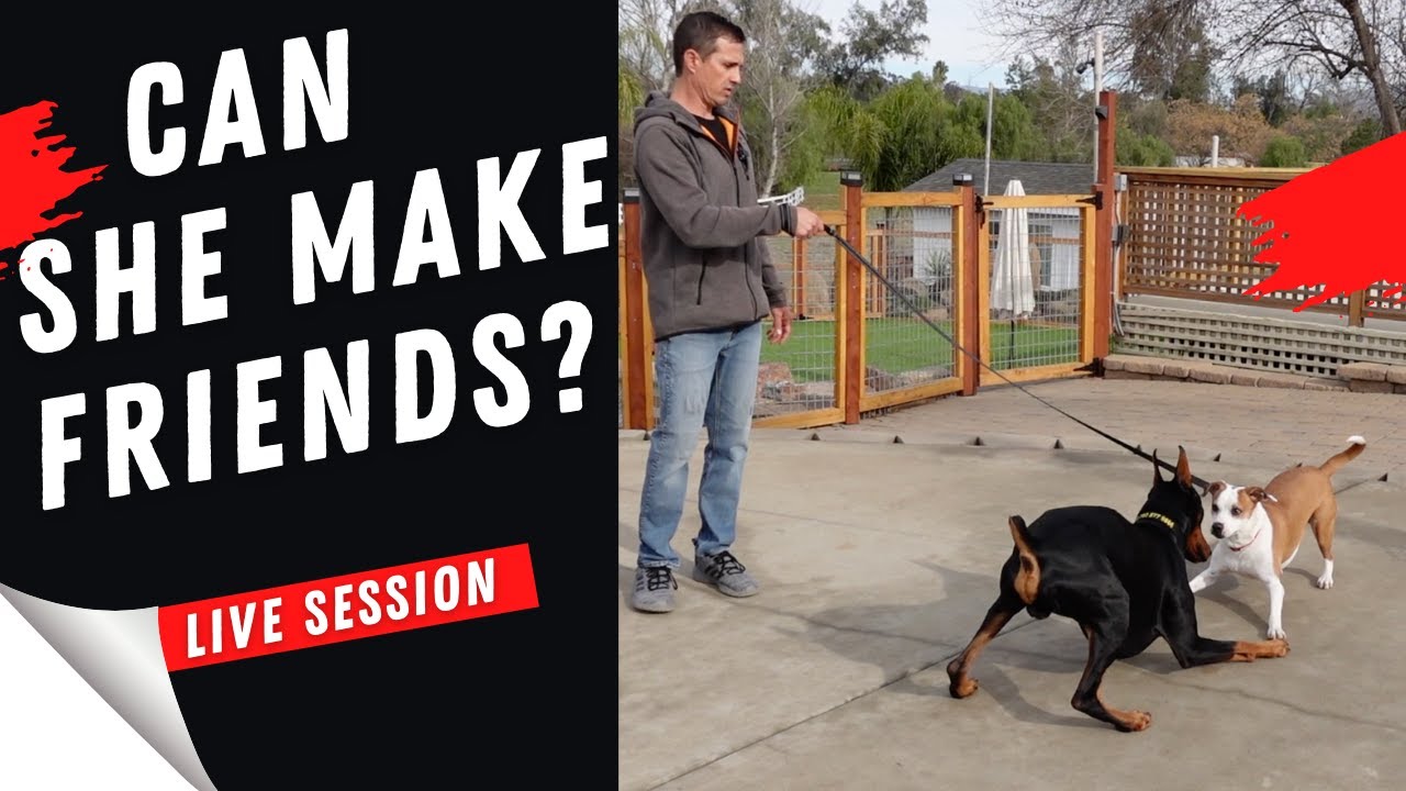 Dog reactive female meets dogs//How will she act?