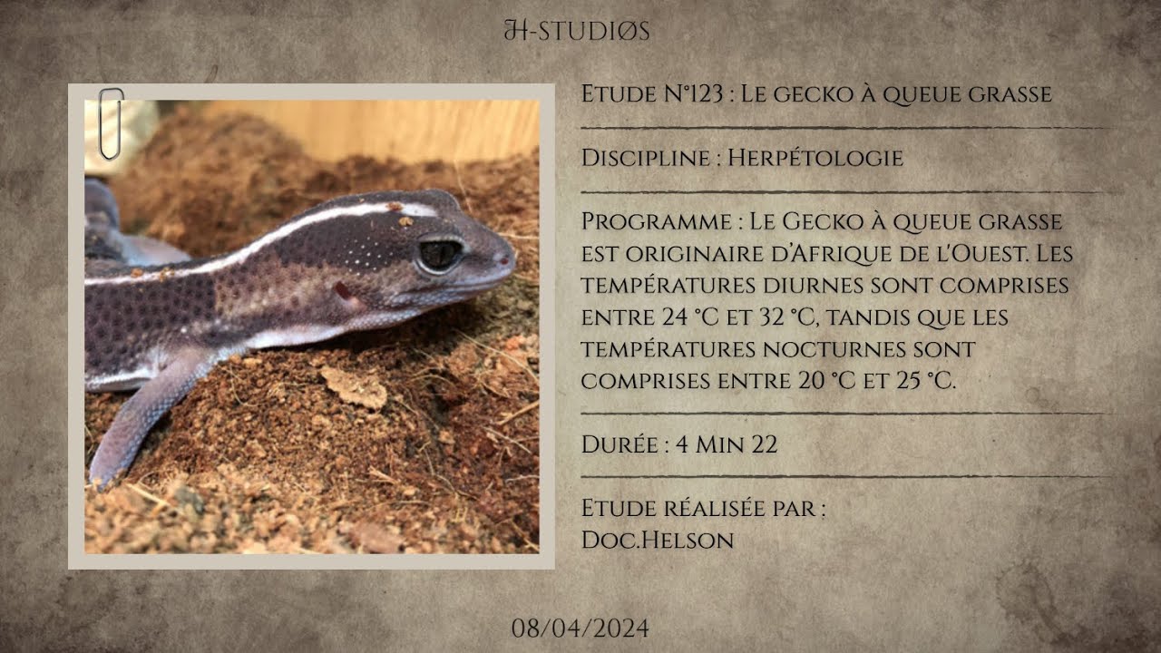 LE GECKO À QUEUE GRASSE - HEMITHECONYX CAUDICINCTUS - Le gecko d’Afrique de l'Ouest.
