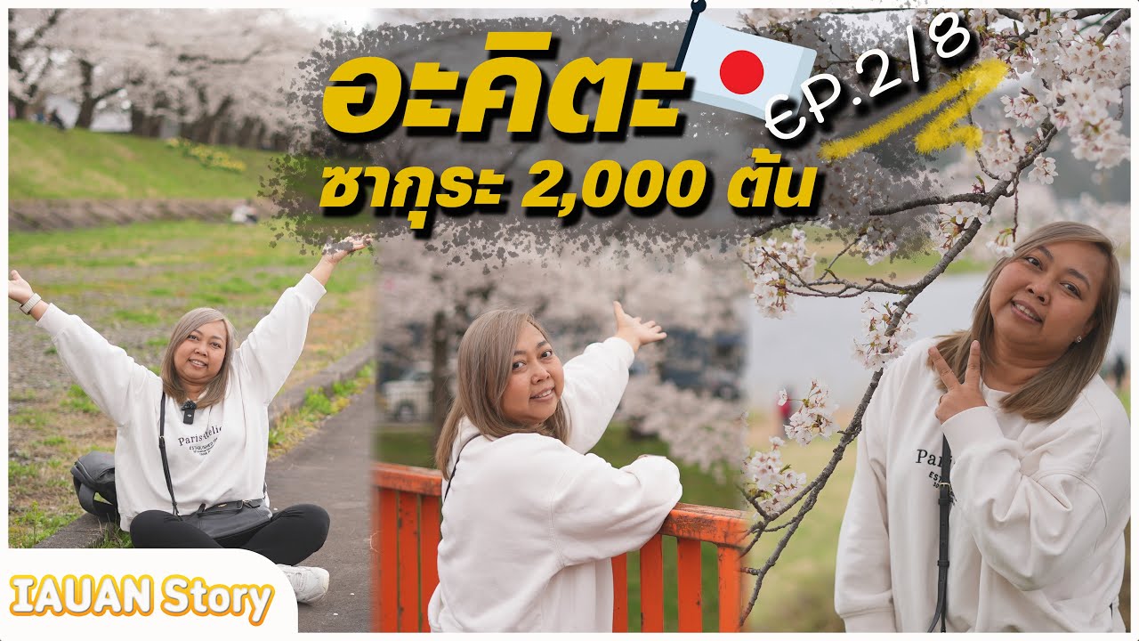 🇯🇵Japan Trip ซากุระ 2,000 ต้น ที่ Kakunodate (Akita) สวยติดอันดับ 1 ใน 100  🌸🥰 | IAUAN in Japan