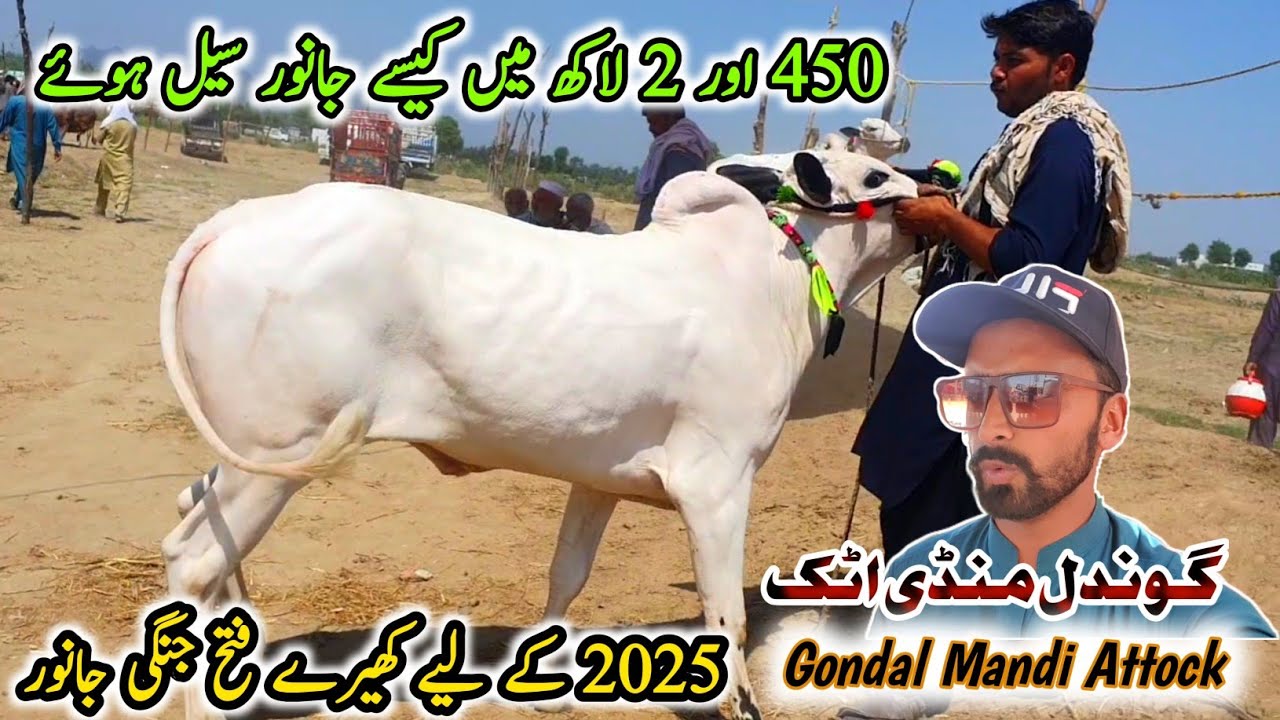 Today Gondal Mandi Attock Latest Update 24 June 2024 | Kheery Fatehjangi Bachry 2025