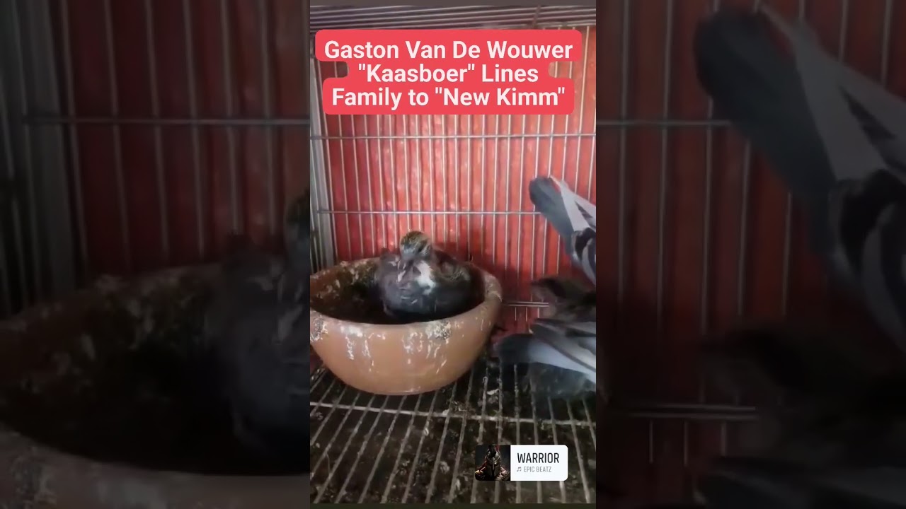 Gaston Van De Wouwer Bloodlines