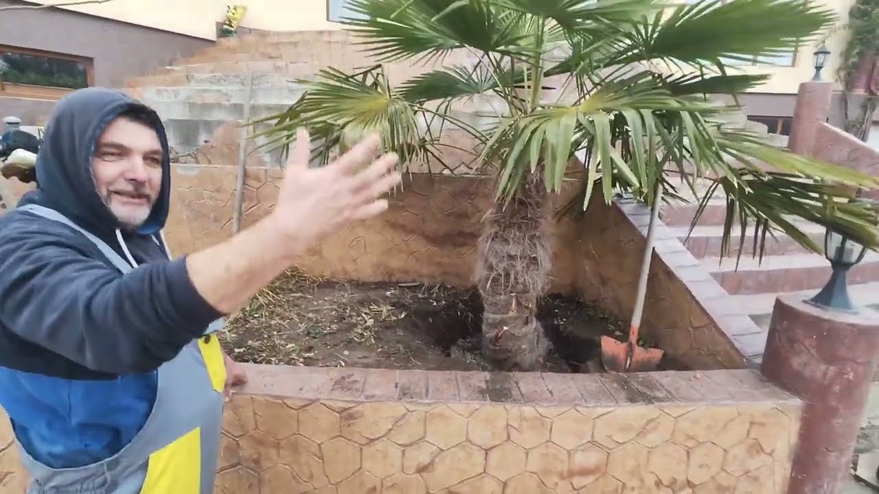 OIȚELE AU INVADAT STRUȚII🐑AM PLANTAT PALMIERII IN JARDINIERE🌴🌴