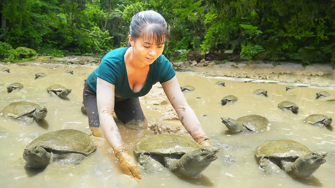 Harvest Many Turtle Soft-shell (Ba Ba) In The Swamp Goes To Market Sell - Raising Chickens And Ducks