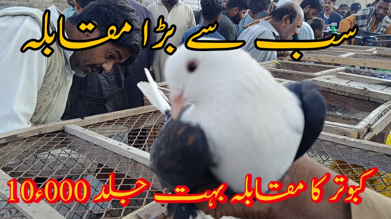 Friday Multan Kabootar Mandi Price Update| Pakistan Ka Sb Sa Muqabala Hony Ja Raha Hai ❤️||