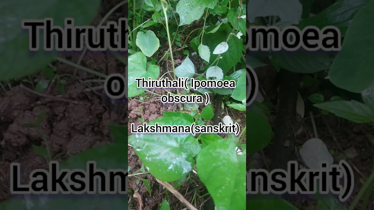 Thiruthali - obscure morning glory | dasapushpam | medicinal value | തിരുതാളി - ഔഷധഗുണങ്ങൾ #shorts