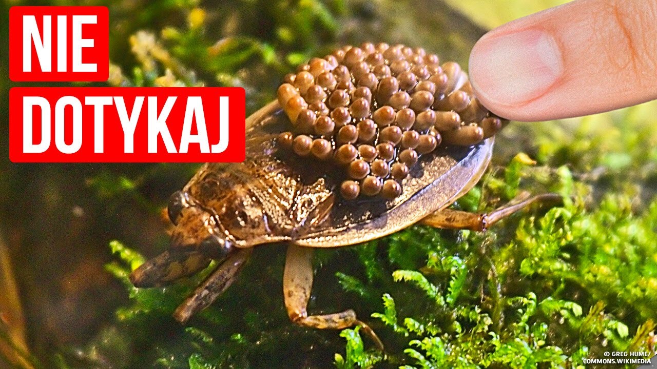 Niebezpieczny owad wodny, kt&oacute;rego pod żadnym pozorem nie należy dotykać