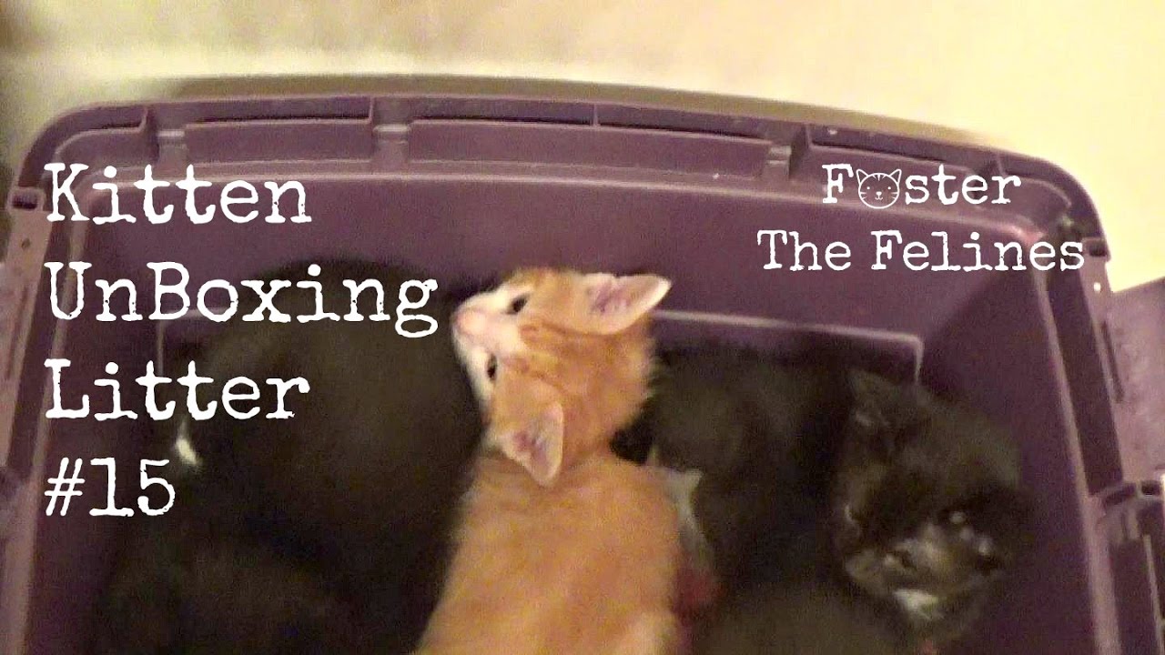 Kitten UnBoxing #15 😺 7 Foster Kittens & TWO Mama Cats!
