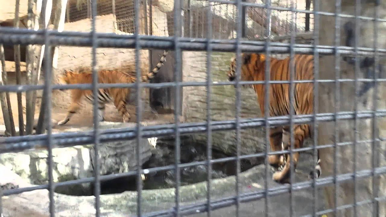 Tigers mating at avilon zoo