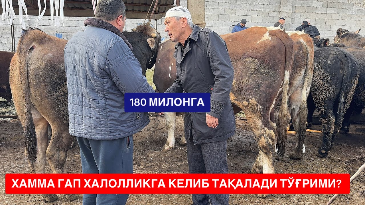 ЁР СИТИ БОЗОРНИ ҚОЛИПИ БЎЛМАЙДИ МАНА БУГУНГИ ХОЛАТЛАРНИ КЎРИНГ✅🇺🇿👍🏻🔥🦬🤝
