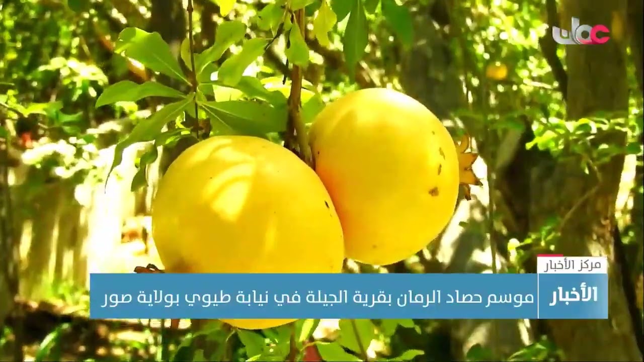 موسم حصاد الرمان بقرية الجيلة في نيابة طيوي بولاية صور
