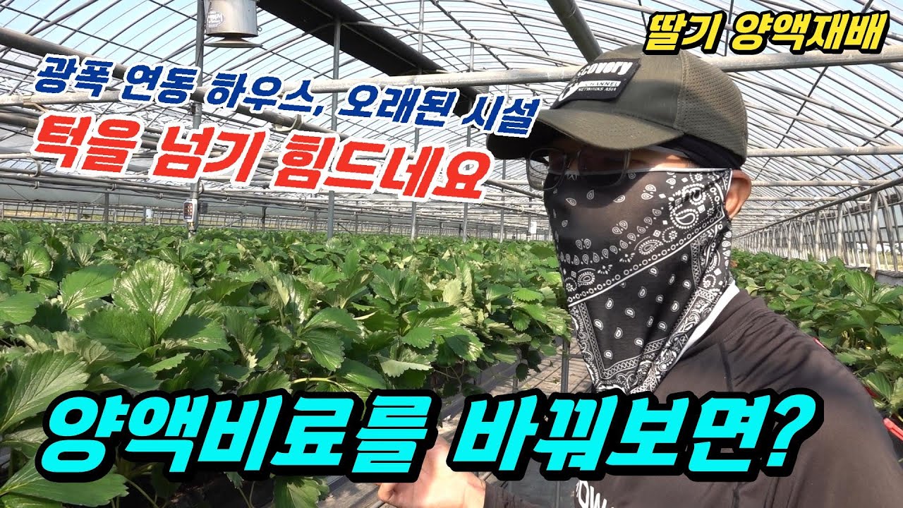 딸기 양액재배 - 광폭 연동하우스, 오래된 시설..턱을 넘기 힘드네요. 양액비료를 바꿔보면?