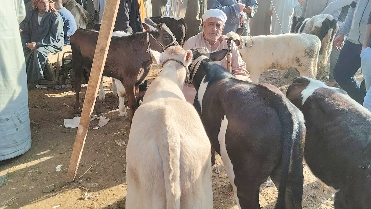 اسعار العجول البقرى القنيه سوق كفر الشيخ)٢٠٢٥/١٢/٣