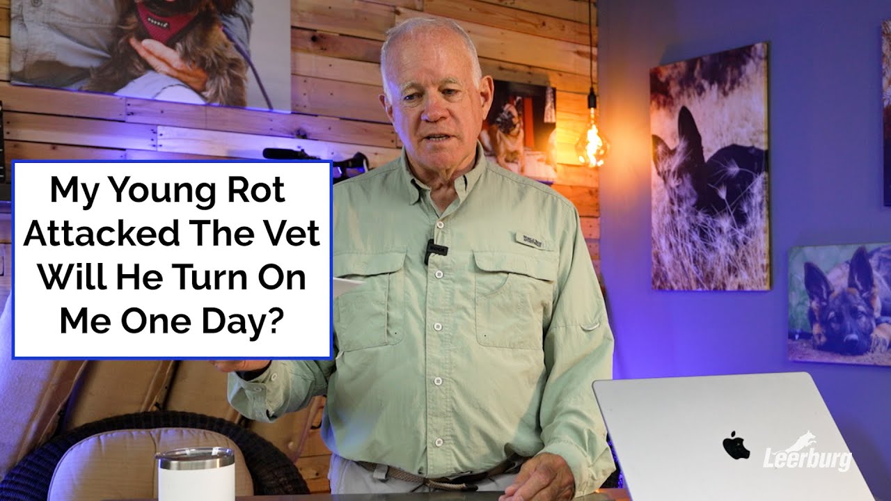 My Young Rot Attacked The Vet. Will He Turn On Me One Day?