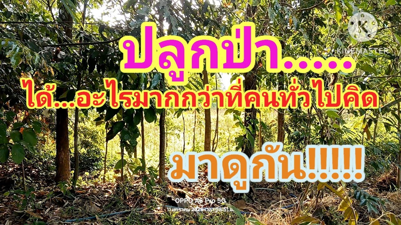 ปลูกป่า แล้วได้อะไร???