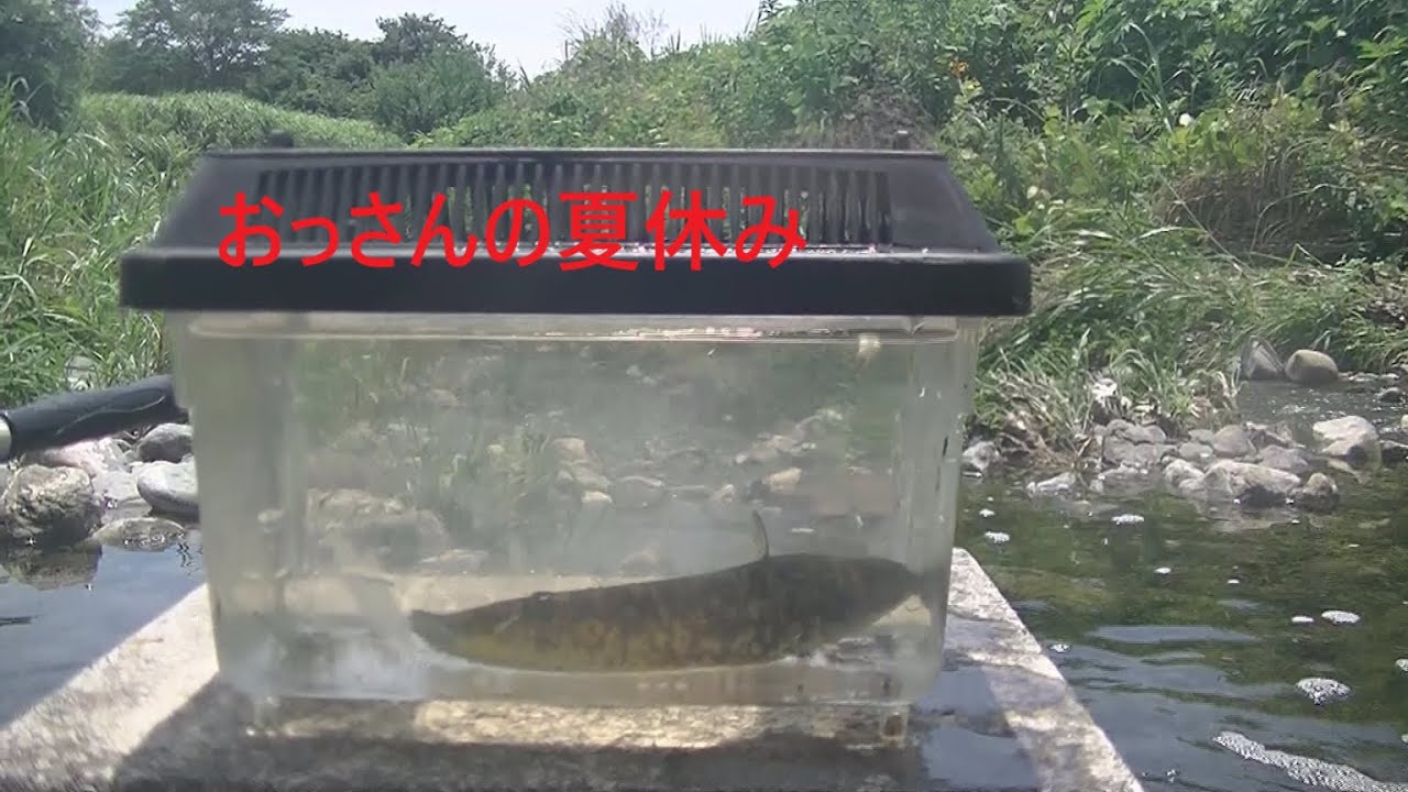 【ガサガサ漁】この瞬間が一番幸せ【川遊び】