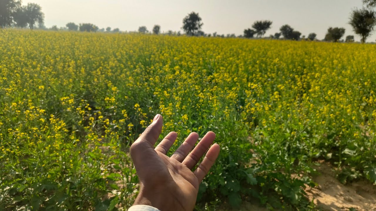 Mere khet ki sarso 🌾