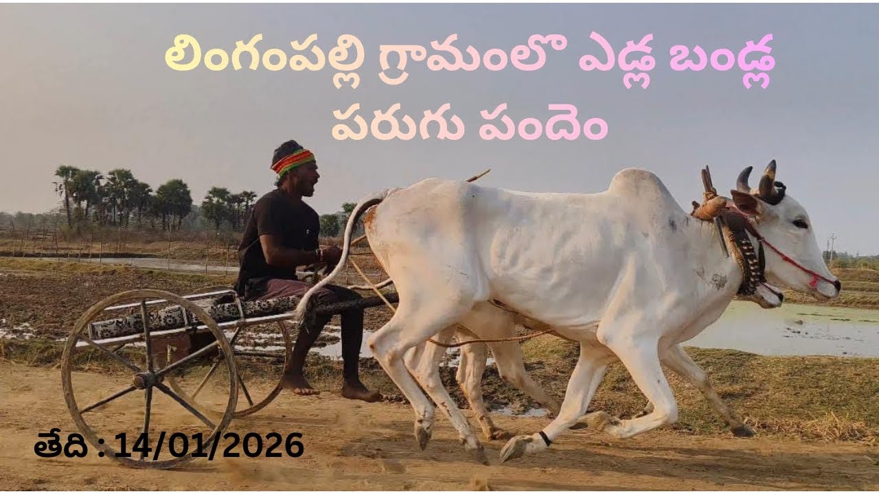 లింగంపల్లి లొ ఎడ్ల బండ్ల పరుగు పందెం నిర్వహించడం జరిగింది......!(14/01/2026) #video #trending #kcr 