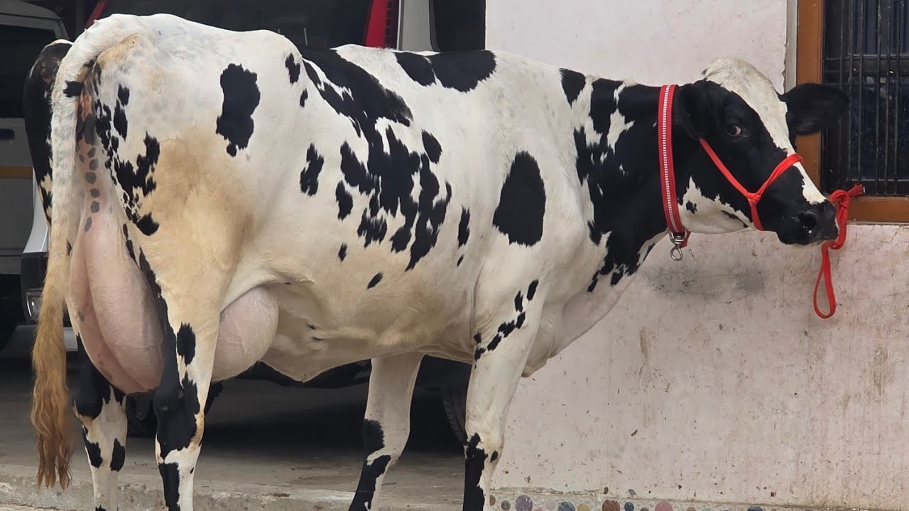 एक और टॉप Breed की फर्स्ट टाइमर बछङियो का lot बिक्री के लिए! 8127933448,9936366262