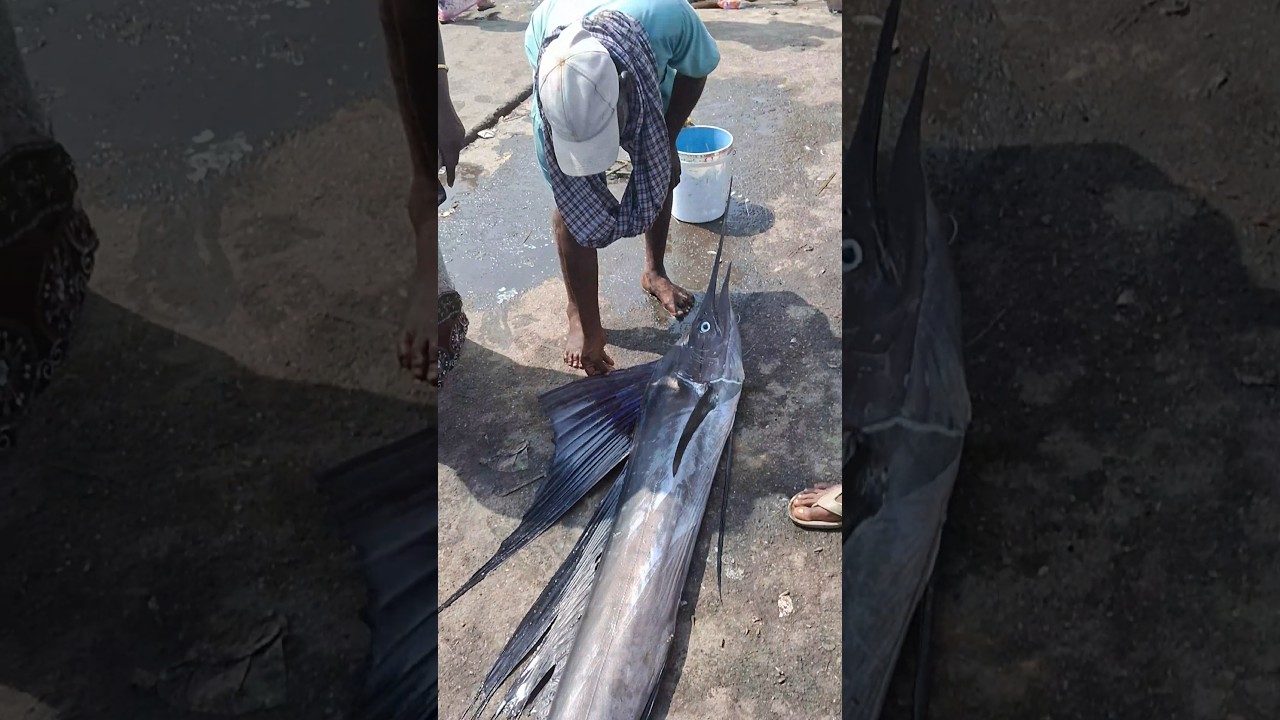 💥🐠 Biggest fish auction low price #biggestfish #fishauction #fish #low #trending #shorts #subscribe