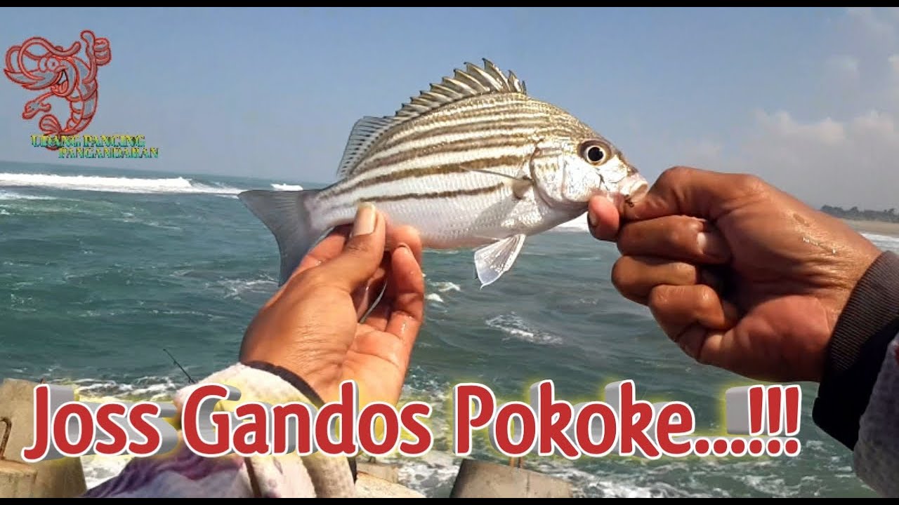 Mancing di spot Batu Abrasi Pantai Barat Pangandaran