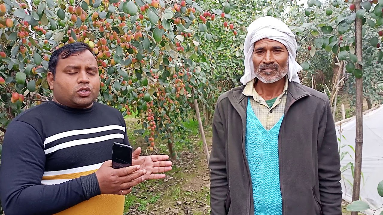 Apple ber ki kheti meerut (UP)