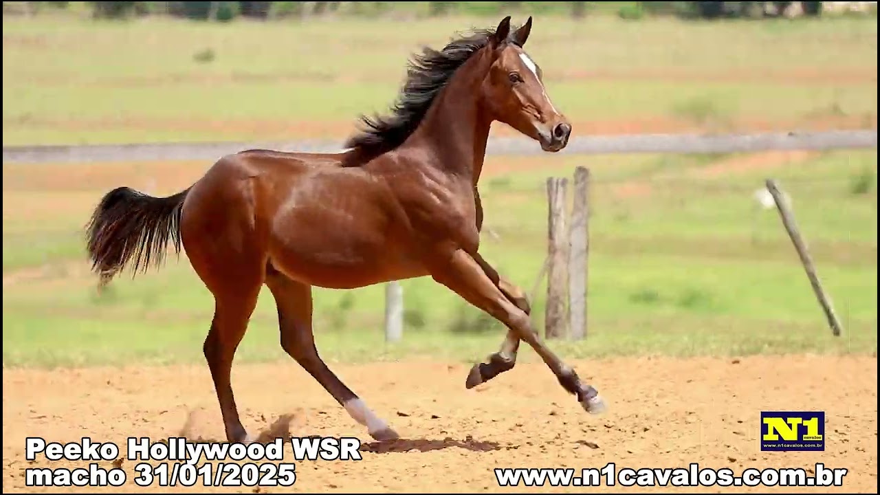 Peeko Hollywood WSR a venda no N1Cavalos