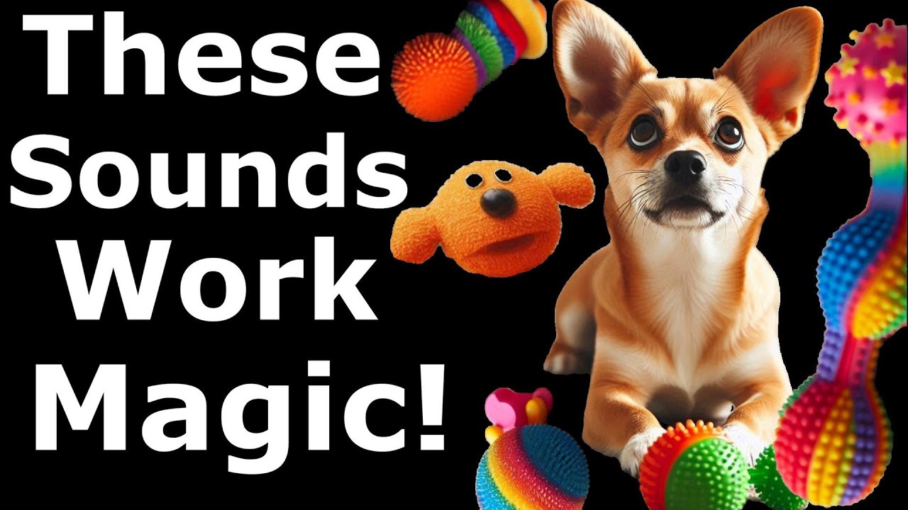 Best Squeaky Toys for Dogs | Sound Effects of Squeaky Toy on Dogs
