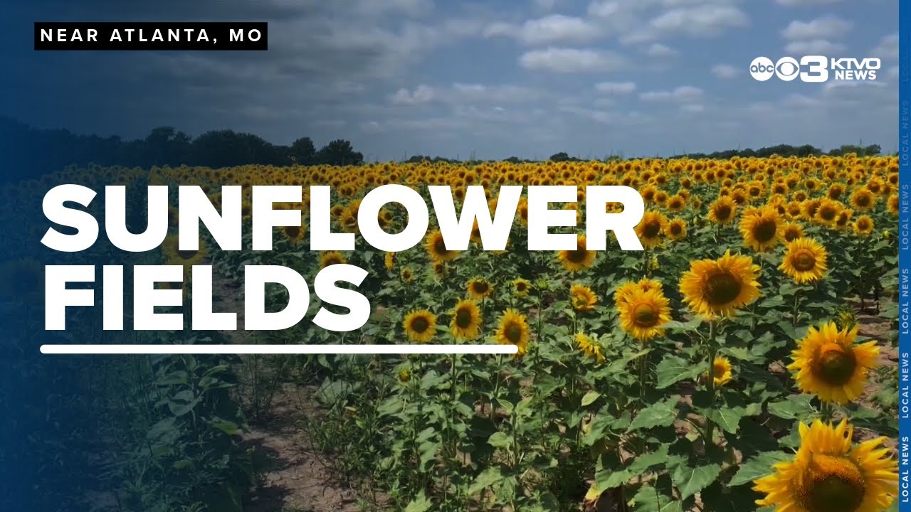 Northeast Missouri sunflower fields literally brighten your day