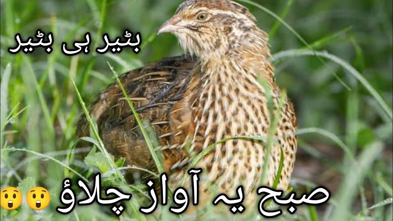 batiar ki new aawaz 2024 || #hunting #batiar