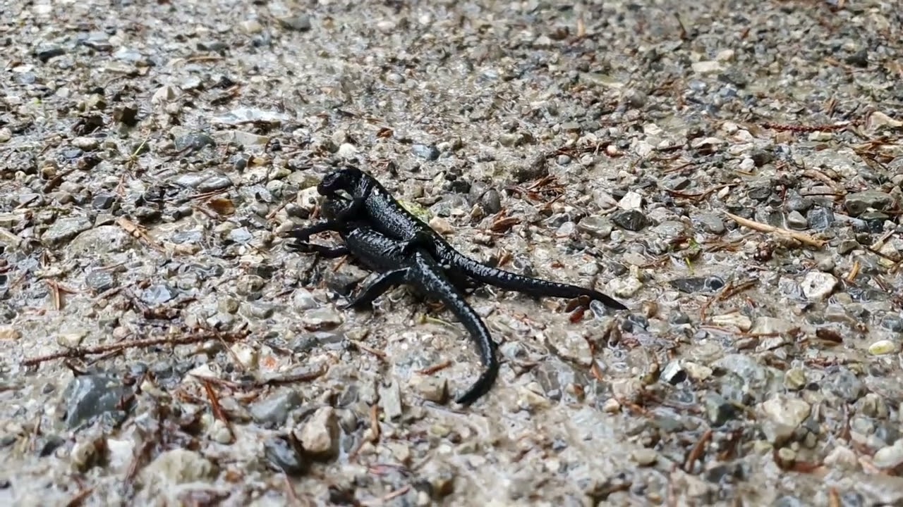 Rangelnde Alpensalamander (Salamandra atra)