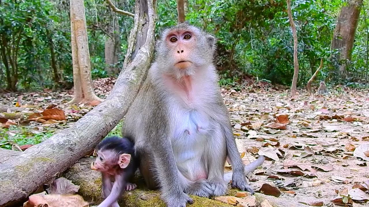 Slapp Or Check Something In Ear! What's Going on With Mom Anna? | @IShowMonkeyTV