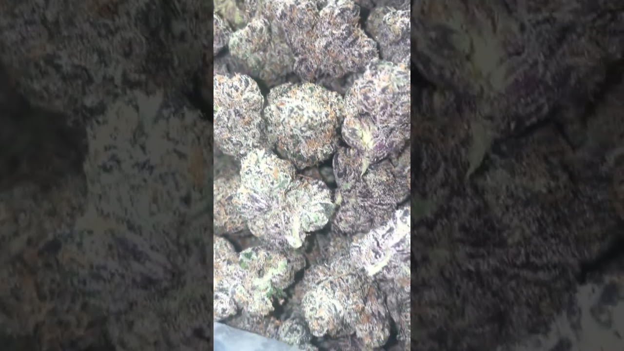 Backpack Boyz Lemon Cherry Gelato 33.6% THC #shorts #420 #notforsale