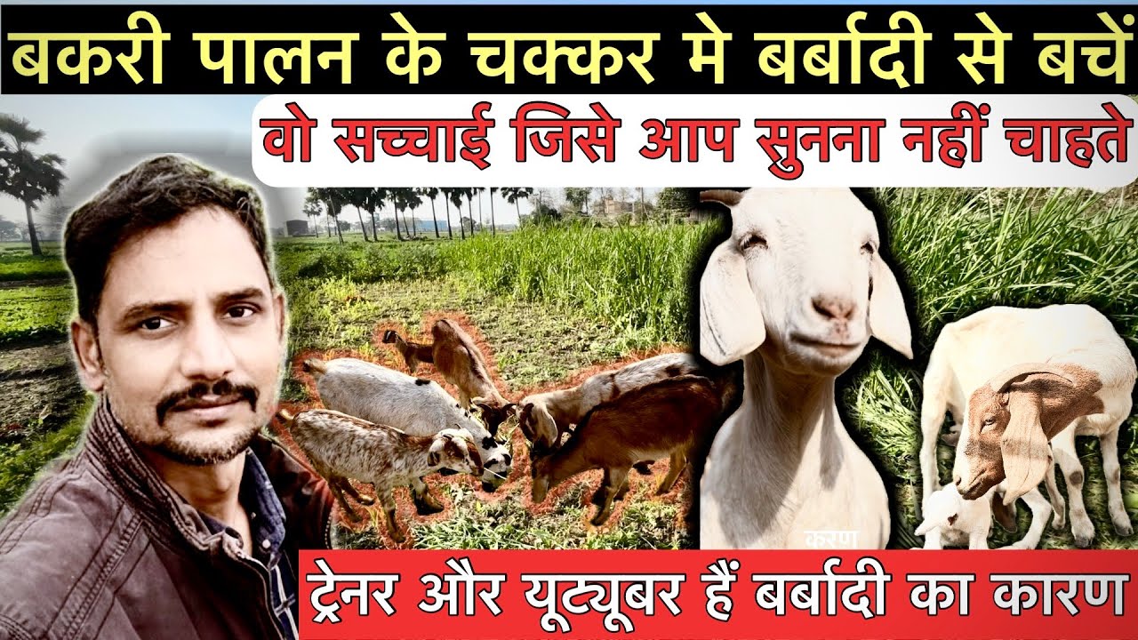 बकरी पालन करके बर्बाद हो रहें हैं किसान | Realty of goat farming | Bakri palan kaise kare