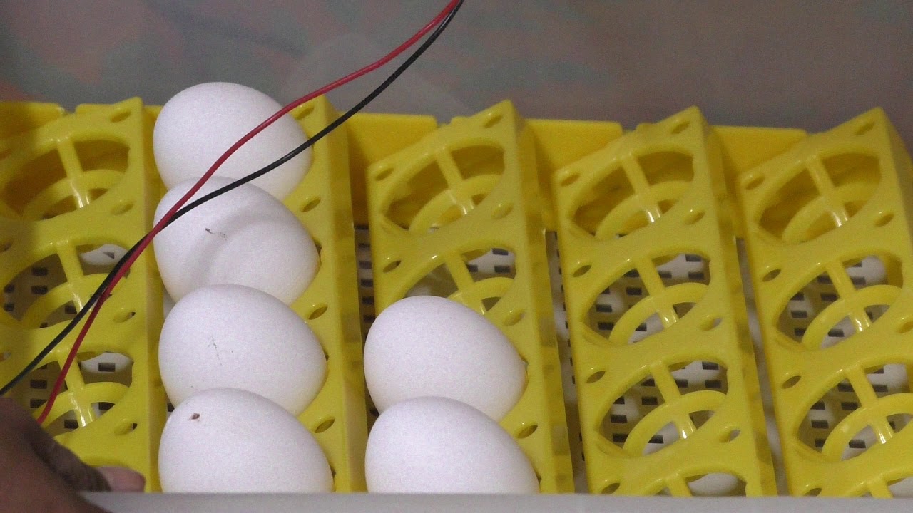 TM&W-egg incubator for 24 egg