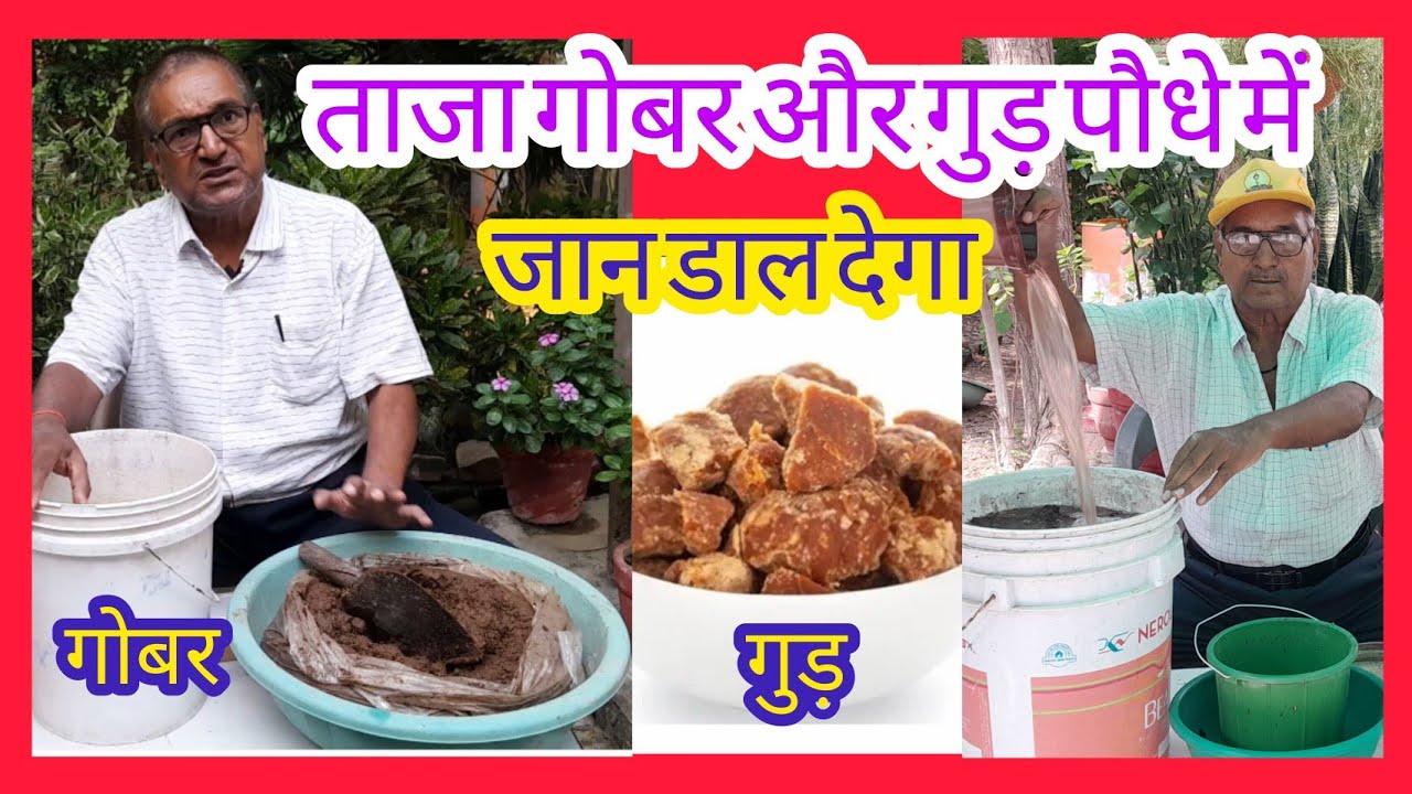 ताजा गोबर और गुड़ पौधे में जान डाल देगा I पौधा रहेगा हरा भरा ग्रोथ होगी दोगुनी