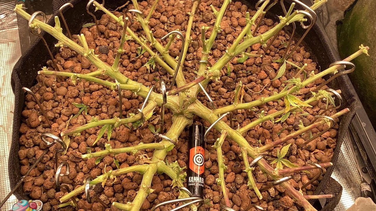 Welcome to another grow, Kannabia 1st time, Runtz Auto it was a 1 plant diary 127.7g Bud dry weight