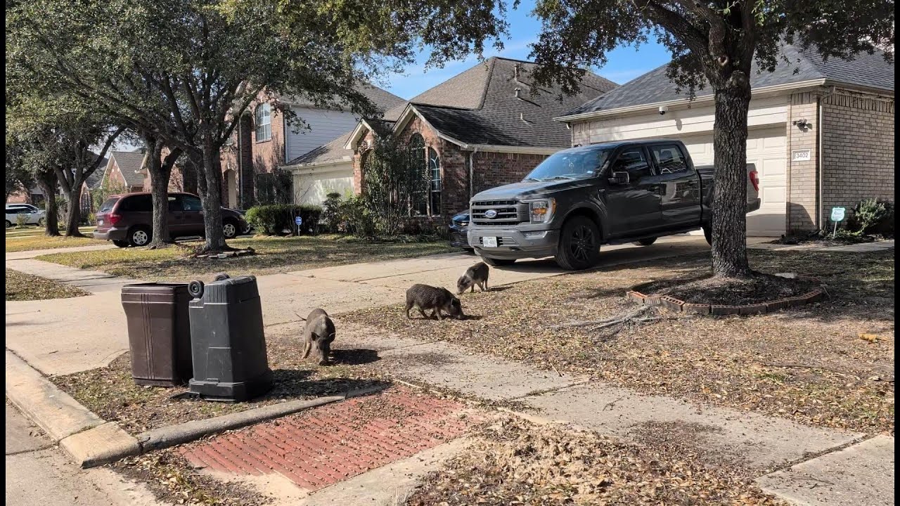 ‘It’s not cute anymore:’ Pigs tear up yards, dodge capture in Spring