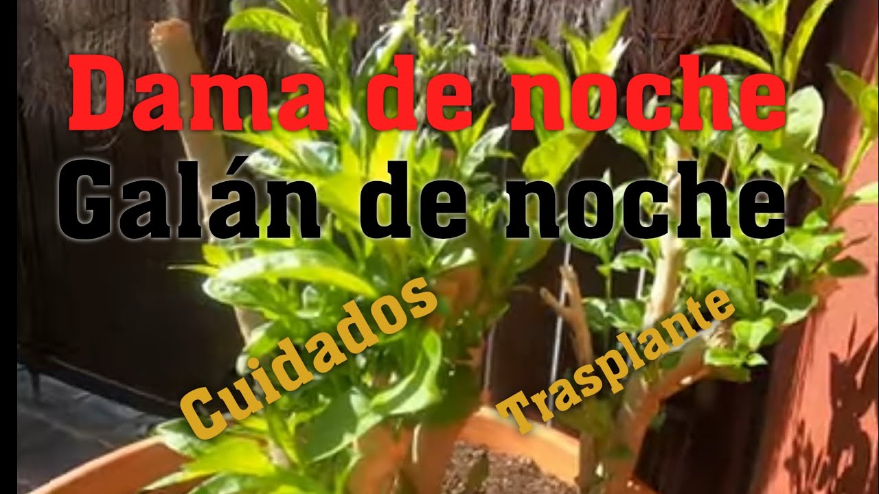 CUIDADOS Y TRASPLANTE DE LA DAMA DE NOCHE O GALÁN DE NOCHE. CESTRUM NOCTURNUM.