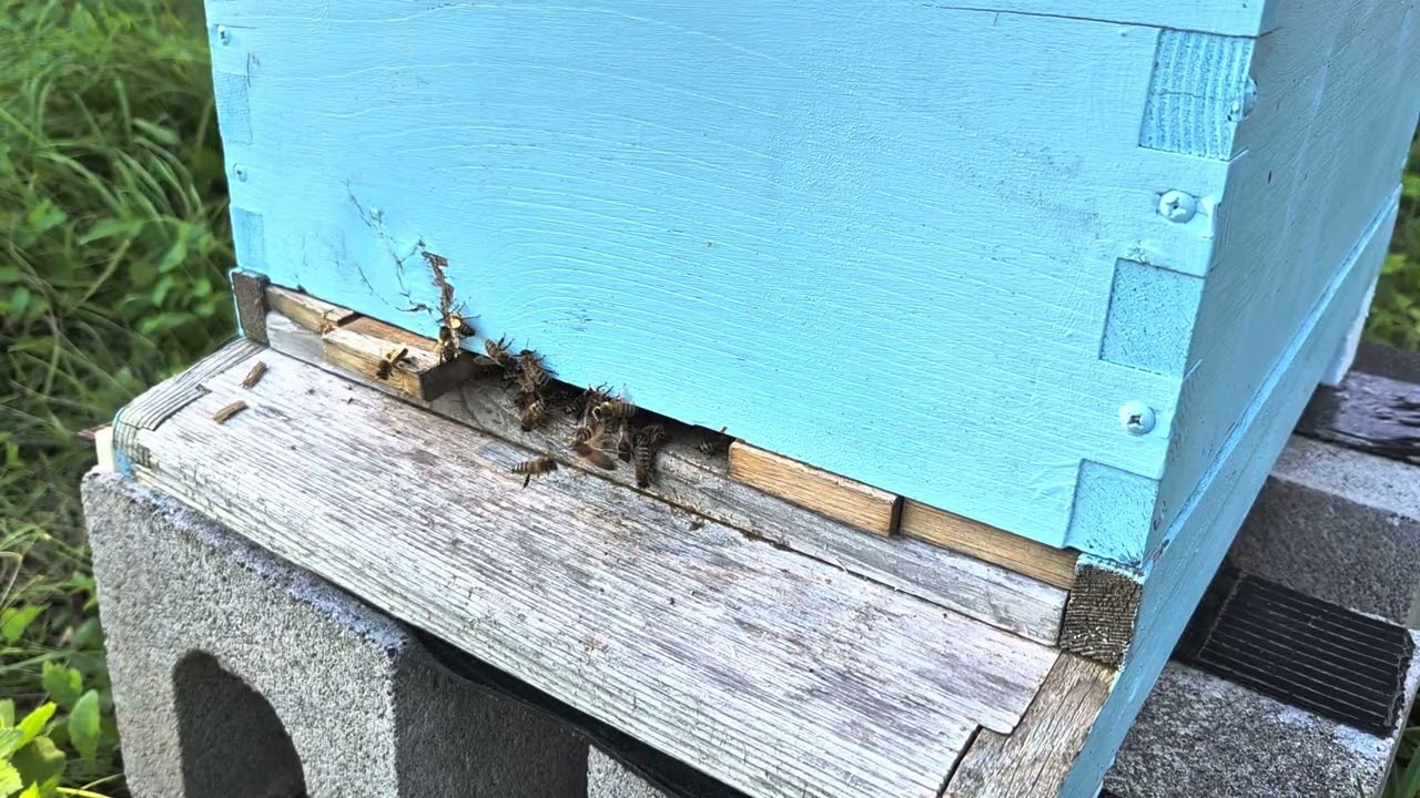 First beehive. Part 8