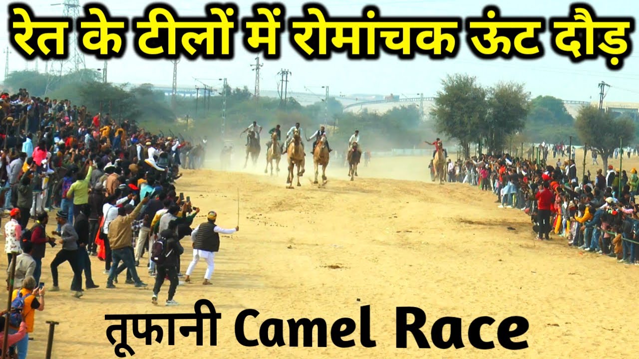 Camel Race 2024 / बीकानेर के धोरों में खतरनाक ऊंट दौड़ / Camel Race in Camel Festival Bikaner