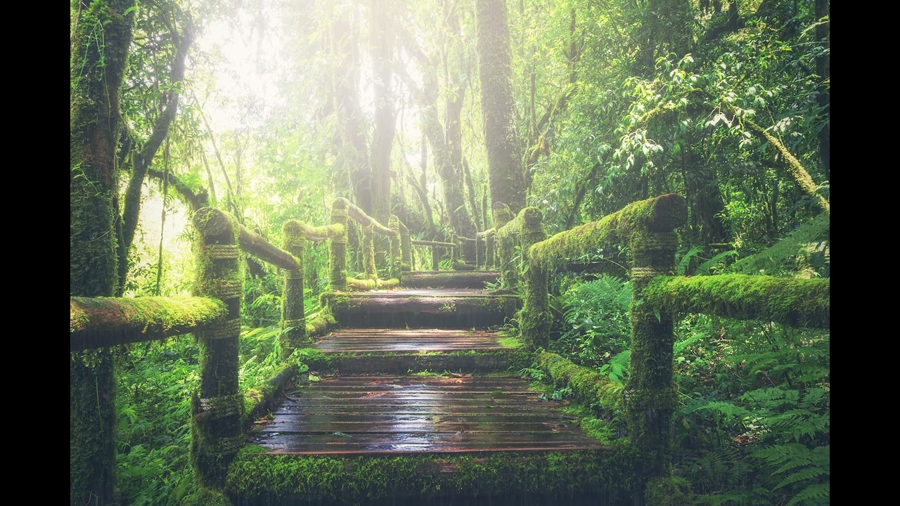 Ambient Sun shower Forest Hike || Relax / Sleep / Work / Study