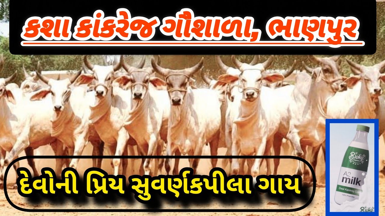એક અનોખી ગૌશાળા || કાંકરેજી ગાયની ગૌશાળા || KASHA KANKAREJ GAUSHALA
